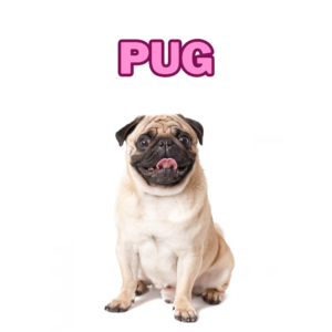 Pug