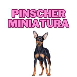 Pinscher