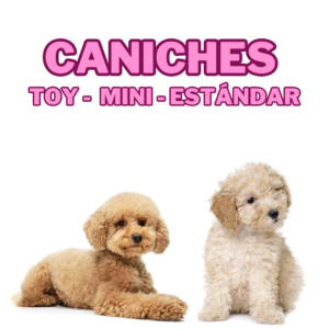 caniche toy