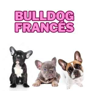 Bulldog inglés