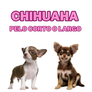 Chihuahua pelo largo