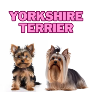 Yorkies