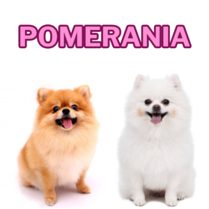 Pomerania