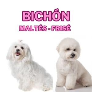 Bichón Frisé