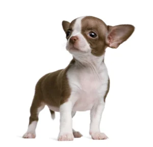 Cachorros