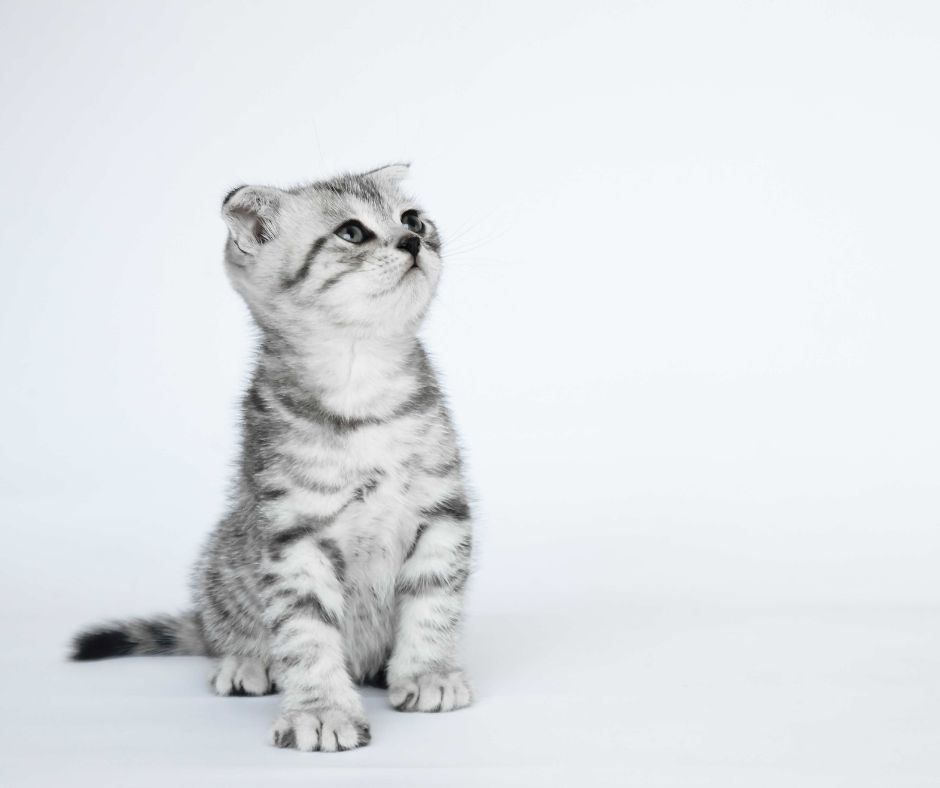 gatito dfe raza