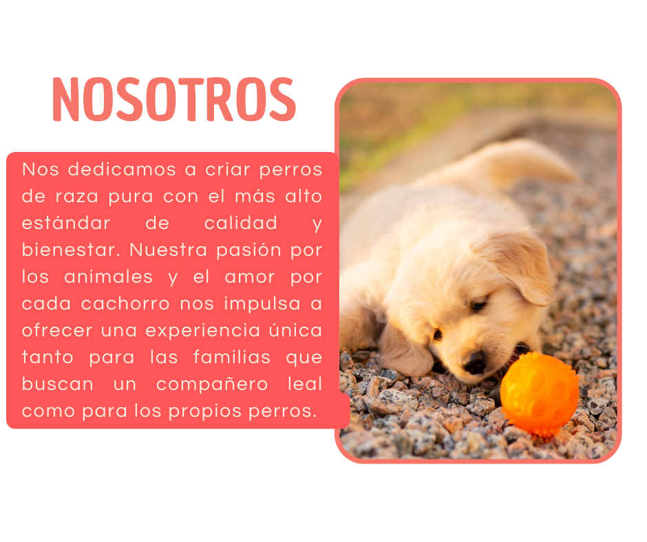 Asesoramiento Dog y Cat